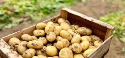 1kg de Pomme de Terre Primeur de la Baie de Somme – Récoltée à la Main
